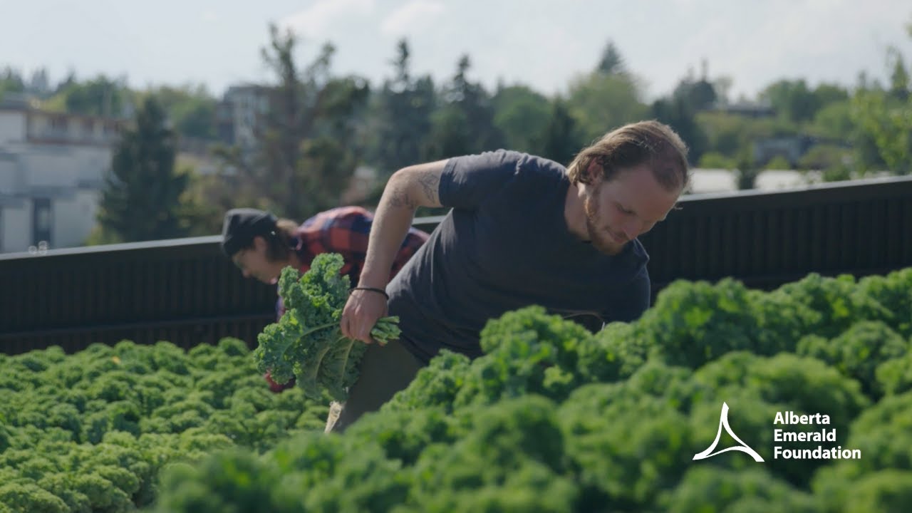 YYC Growers team members harvesting greens